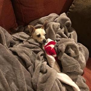 Meet your Posher, Lucas